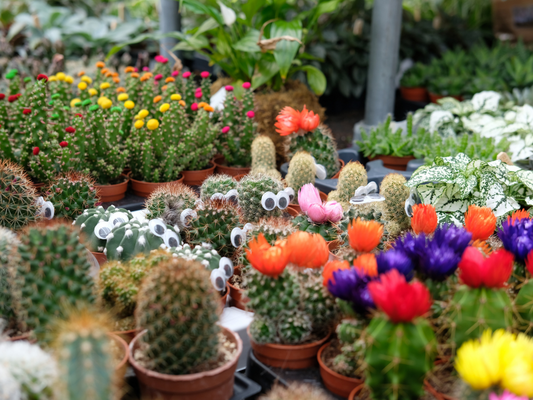 Cactussen en vetplanten bij GroenRijk Den Bosch