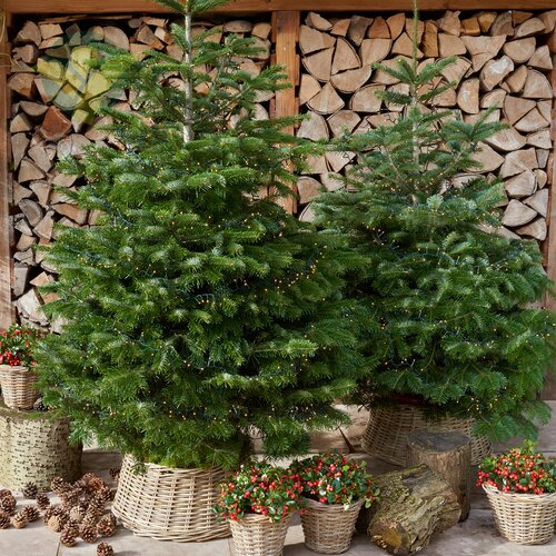 Tegen Opstand gouden Echte Kerstbomen | o.a Nordmann en Omorika