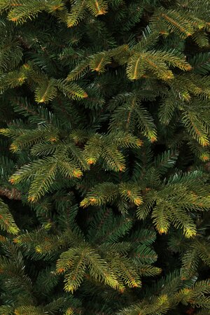 Black Box Kerstboom frasier 155cm groen details