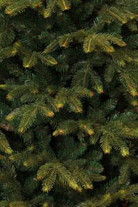 Black Box Kerstboom frasier 230cm groen details