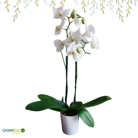 Cadeau Box Witte Orchidee