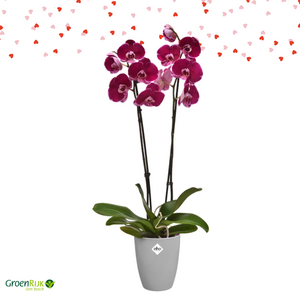 Kamerplant Cadeaubox  Roze Orchidee