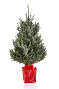 Kerstboom Abies Fraseri in pot 125-150cm