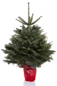 Kerstboom Abies Nordmann in pot 100-125cm