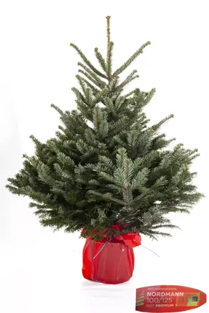 Kerstboom Abies Nordmann in pot 80-100cm