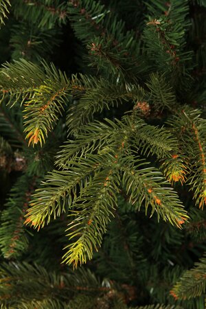 Kerstboom frasier 155cm groen - afbeelding 2