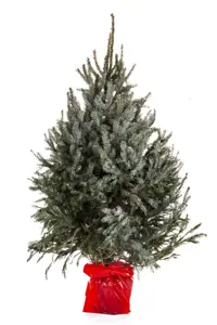 Kerstboom Picea Omorika in pot 100-125cm