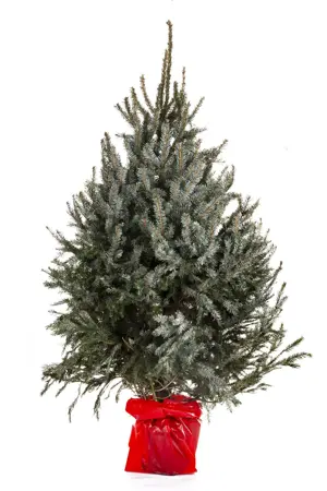 Kerstboom Picea Omorika in pot 80-100cm