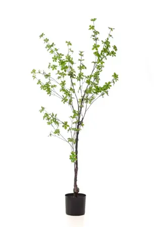 Kunstboom in Pot Tropaeolum Speciosum Groen 150cm