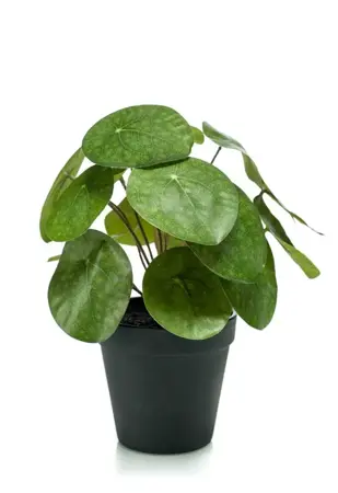 Kunstplant Pannenkoekplant Pilea 22cm