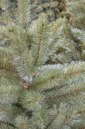 Triumph Tree Kerstboom forest frosted 185cm groen - afbeelding 3